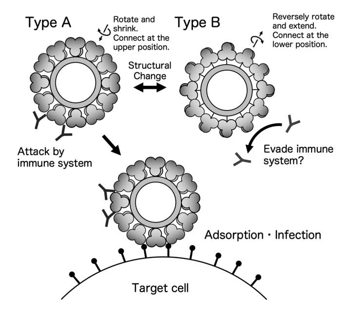 Norovirus has two alternative capsid structures which change before