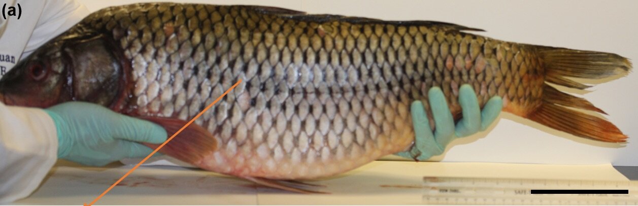 The Ancient Armor of Fish – Scales – Provide Clues to Hair