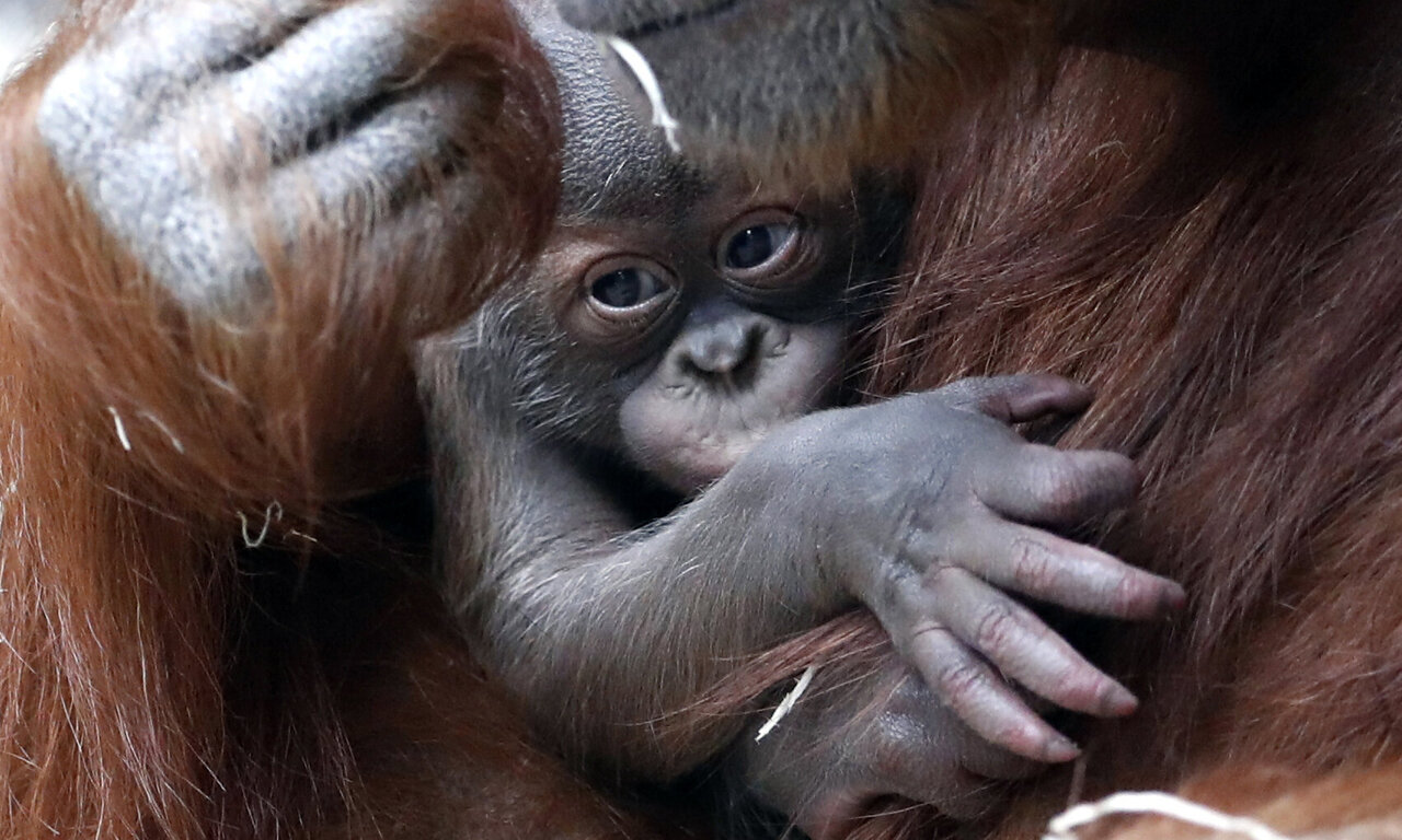 Prague zoo's month-old Sumatran orangutan finally has a name