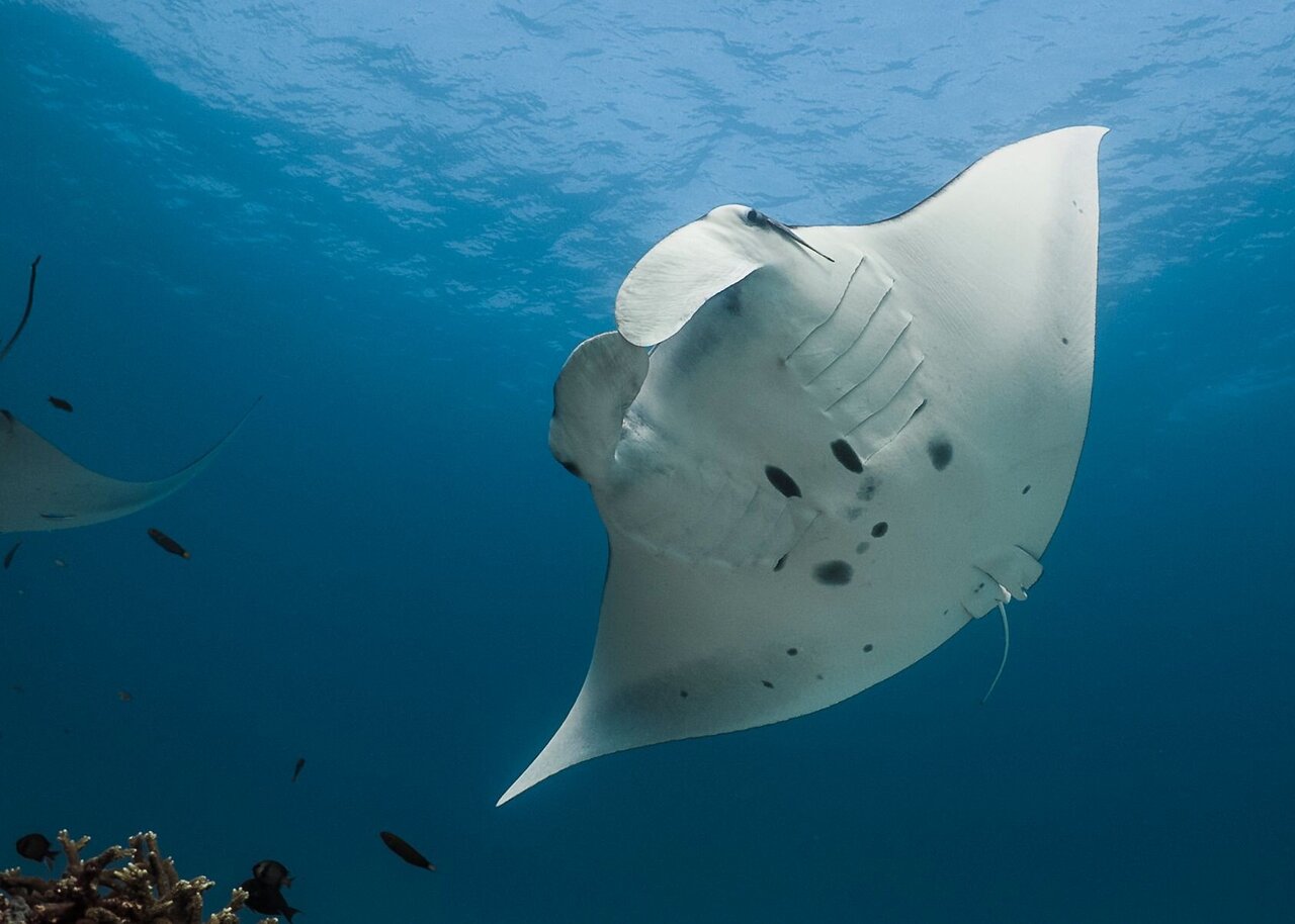 Reef Manta Rays Make Long Term Use Of Marine Protected Areas 