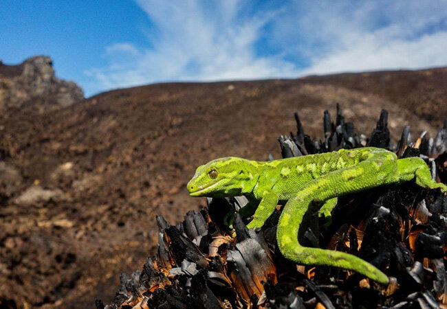 photo of Scientists seek urgent action on impacts of climate change on reptiles and amphibians image