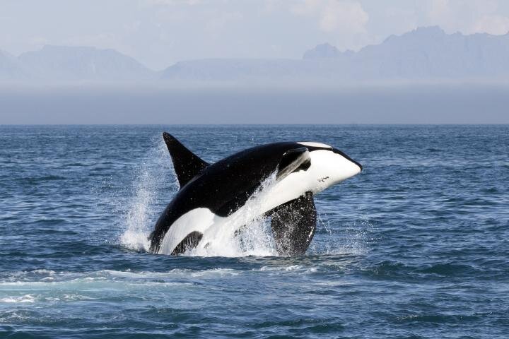 killer whale eating sea lion