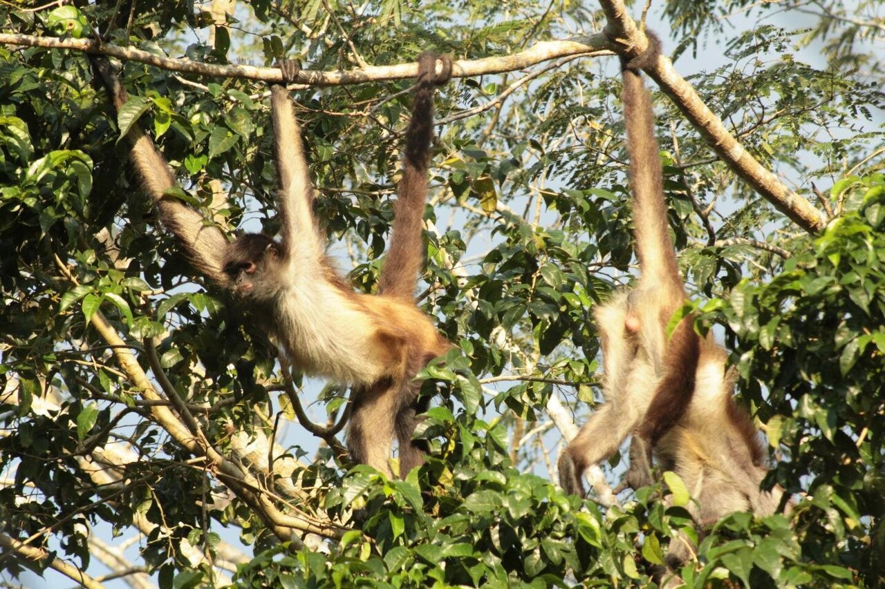 Spider monkeys use groups to develop knowledge of their environment, study finds