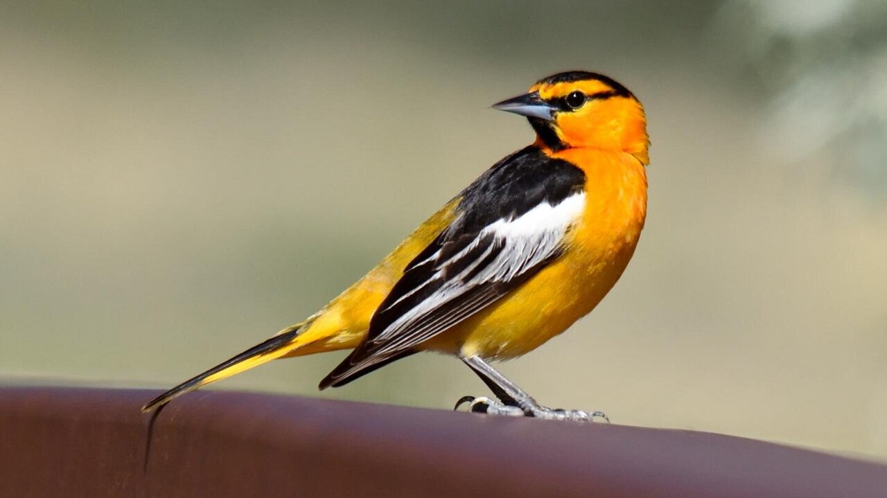 Baltimore, Bullock's orioles will retain separate identities