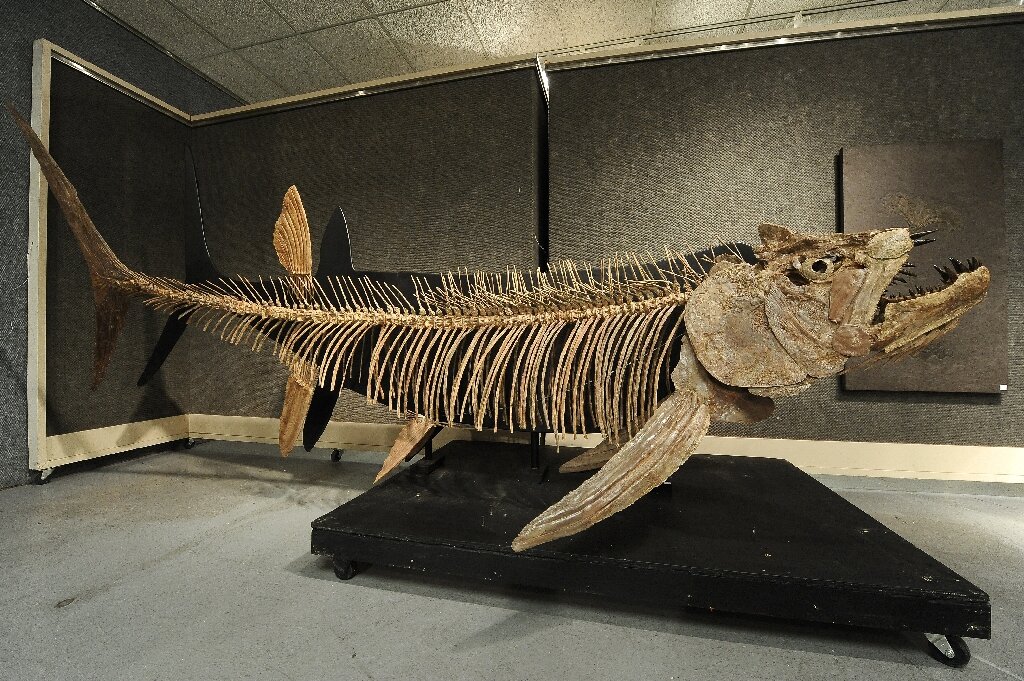 Fossil of giant 70m year-old fish found in Argentina