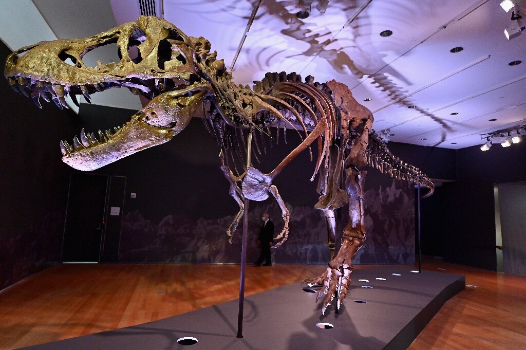 T-rex skeleton could fetch record price at New York auction