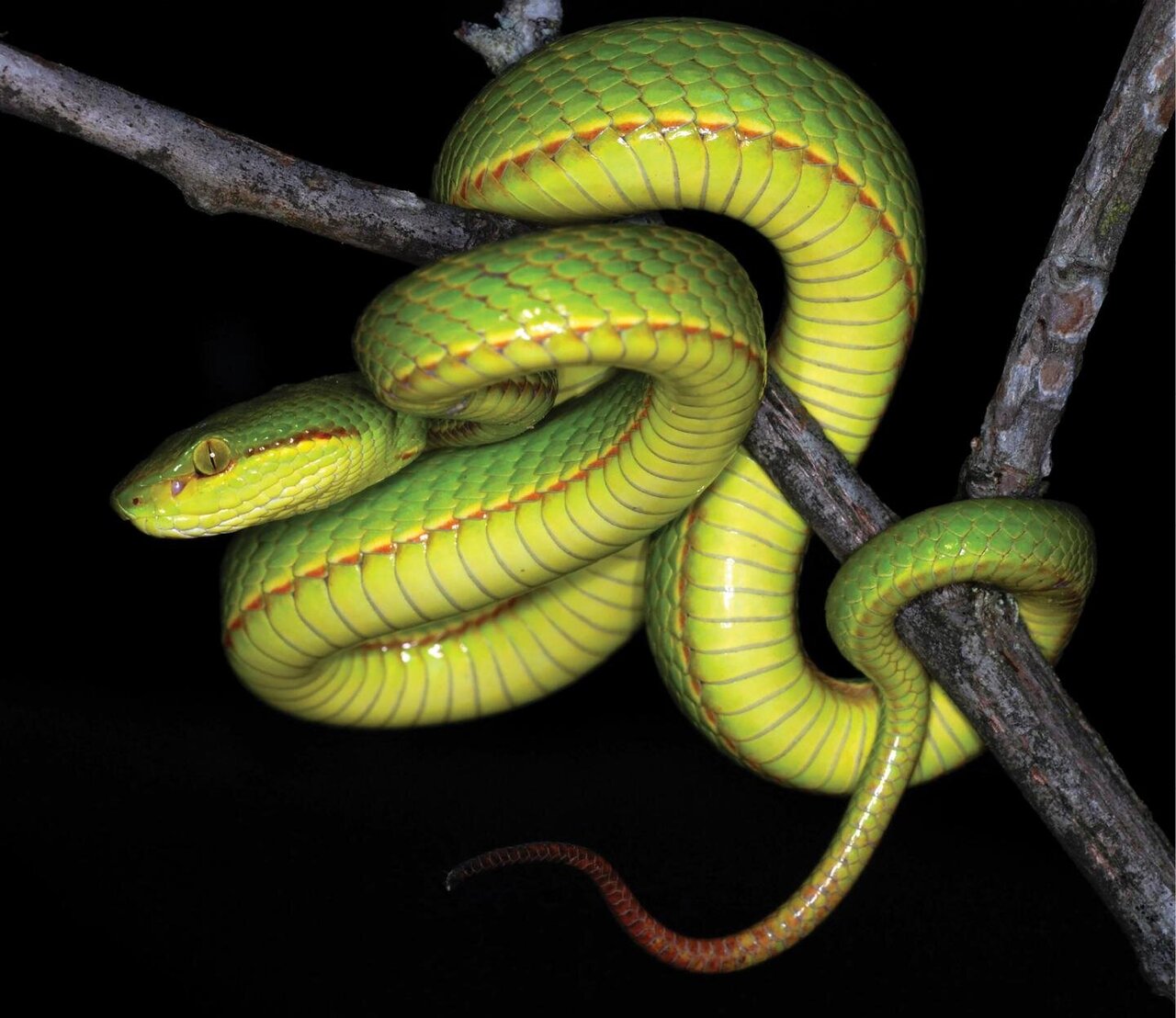 Welcome to the House of Slytherin: Salazar's pit viper, a new green pi...