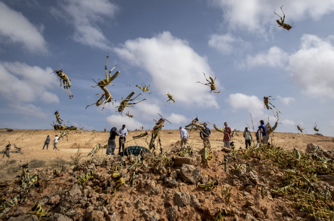 End handikap skrot Where it begins": Young hungry locusts bulk up in Somalia
