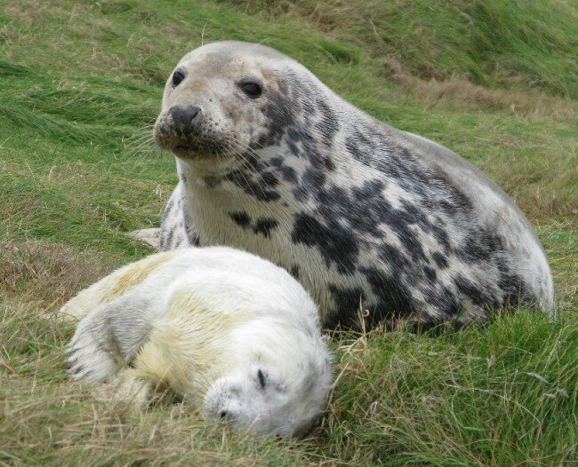 Caring for grey seals