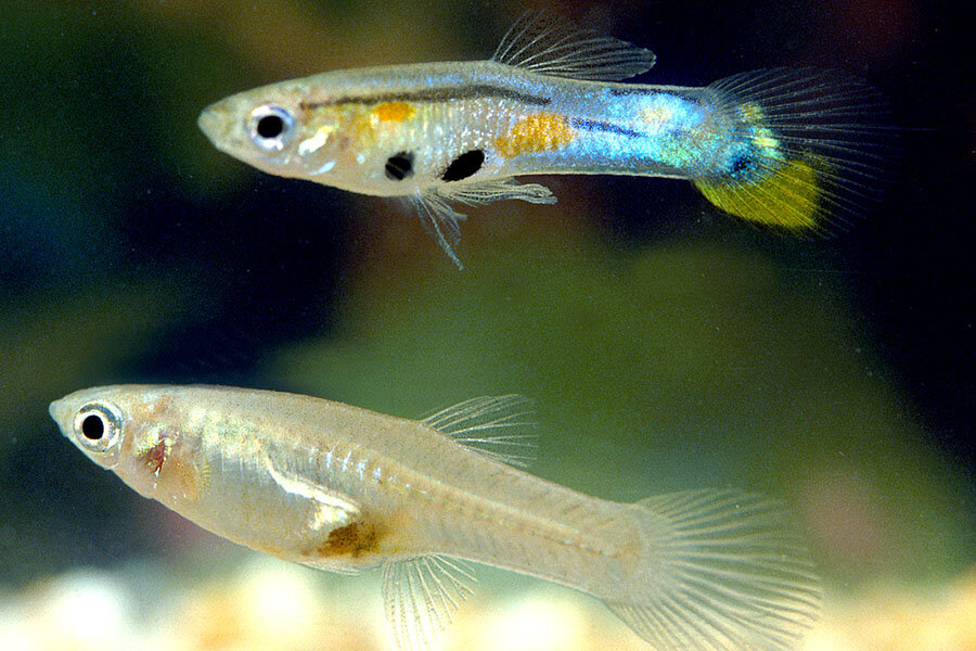 photo of Research shows guppies help their brothers when it comes to the opposite sex image
