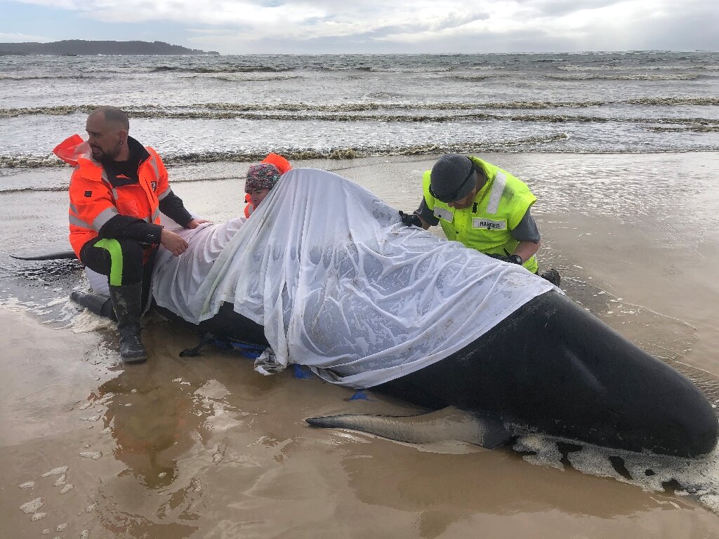 380 whales dead in worst mass stranding in Australia's history, Whales