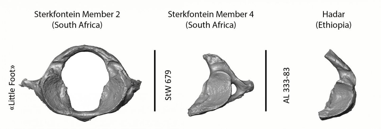 StW 573 (Little Foot). (A) The partially complete skeleton preserved in