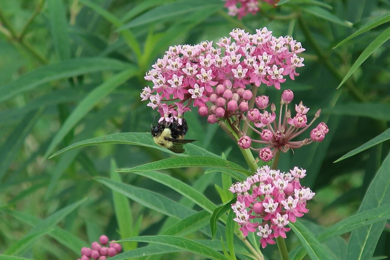 Native milkweed cultivars planted by the public can support monarch ...