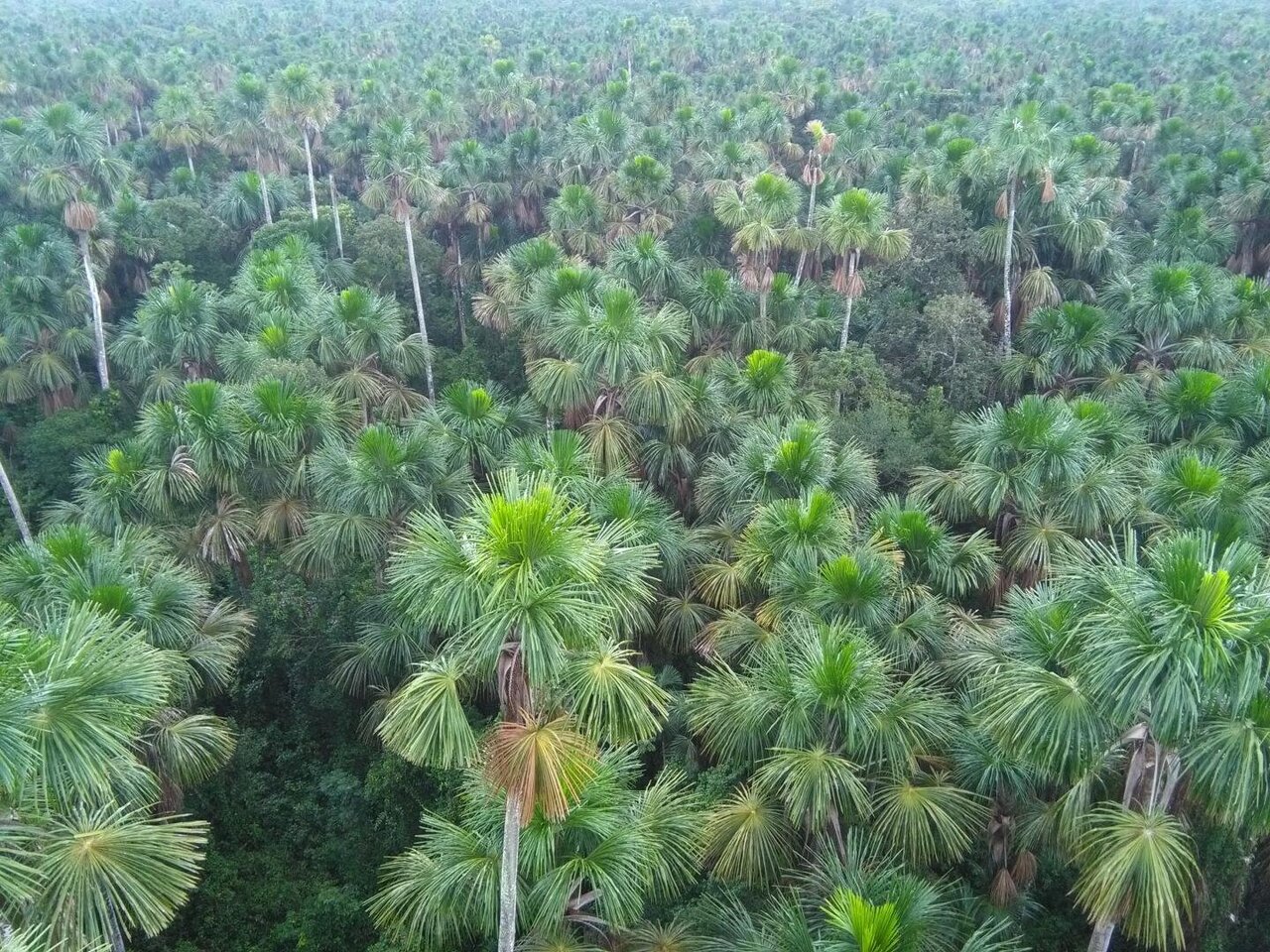 abundant rainforests mauritia hidalgo amerikanska flest flexuosa universitet uppsala pressmeddelanden quistococha swamp iquitos kew