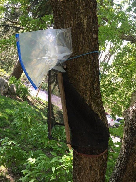 Spotted lanternfly tree traps can be effective, but need careful