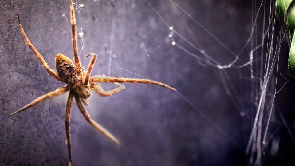 photo of New study reveals a life aquatic for many spider species image