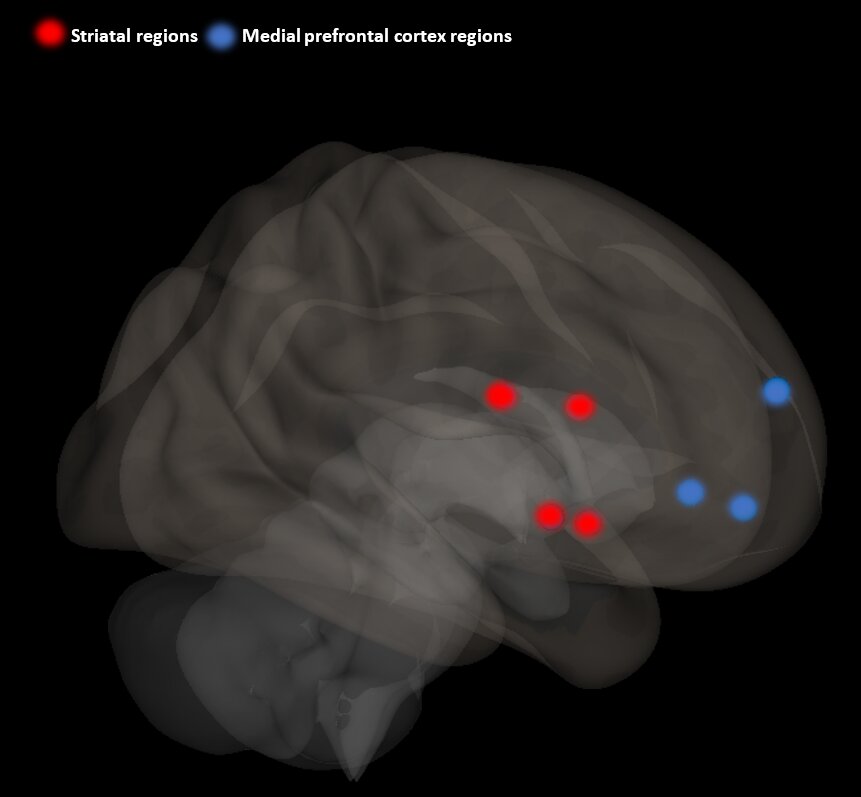 Brain 2024. Стриатум крысы. MPFC область мозга. СДВГ на мрт мозга.