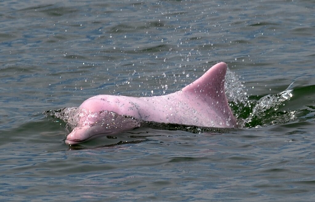 How many pink river dolphins are left in the wild Back In The Pink Hong Kong Dolphins Enjoy Rare Quiet As Pandemic Halts Ferries