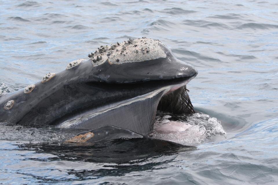 photo of Plastic found in southern right whale in Argentina image