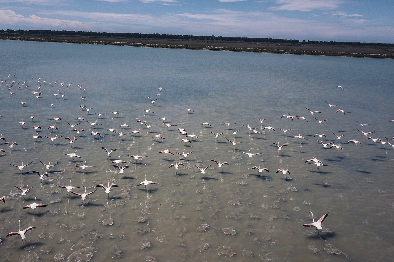With Fewer Humans To Fear Flamingos Flock To Albania Lagoon