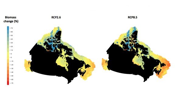 Regional differences for ecosystems in Canada's three oceans under climate change - Phys.Org