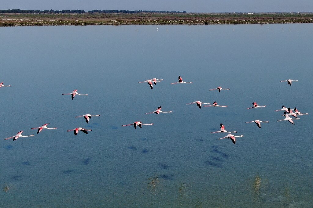 Birds In Paradise Albania S Flamingos Flourish In Virus Lockdown