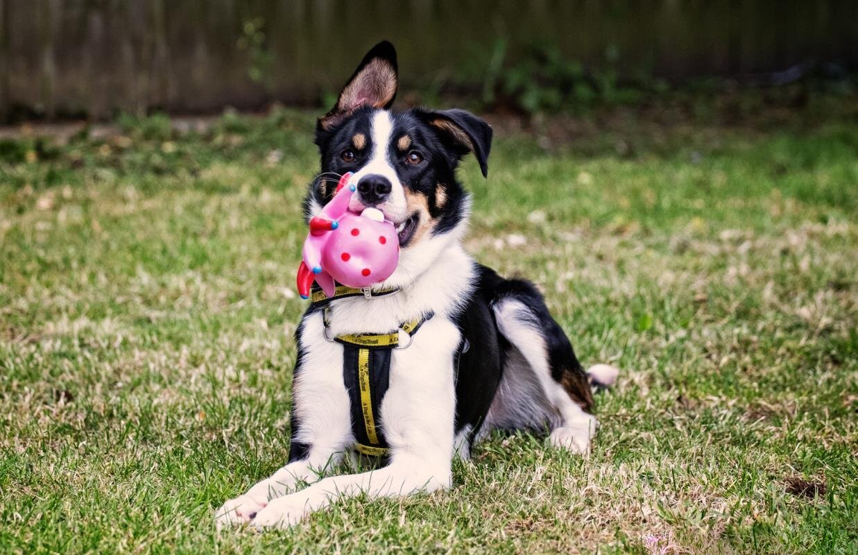 photo of Study shows how dogs can benefit from scented toys image