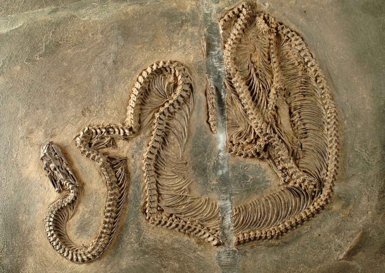 Arriba 49+ imagen snake fossil