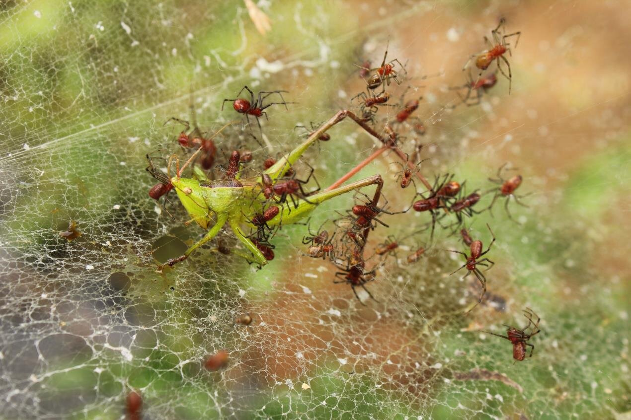Investigating Community Food Webs: The Ecological Importance of Spiders -  Science Friday