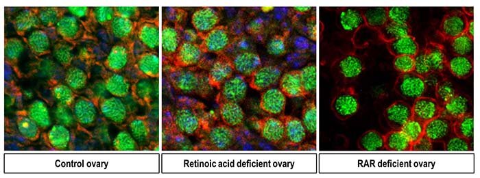photo of Researchers discover cell reproduction not triggered by retinoic acid as previously believed image