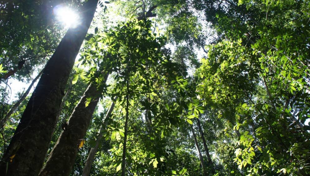 Two-thirds of tropical forests 'under threat in next decade' - Phys.org