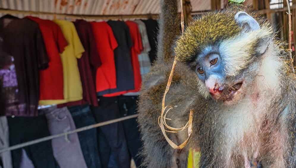 China's first human infection case with Monkey B virus dies - Symptoms,  other details here