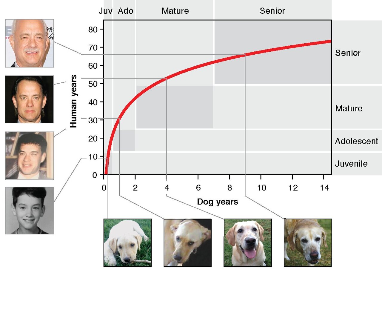 how old is 7 human years in dog years