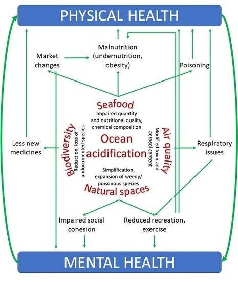 Ocean acidification and human health - Phys.org