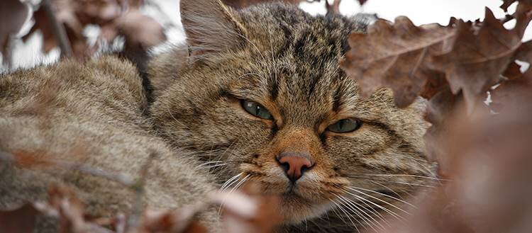 photo of Wildcats threatened by their domestic cousins image