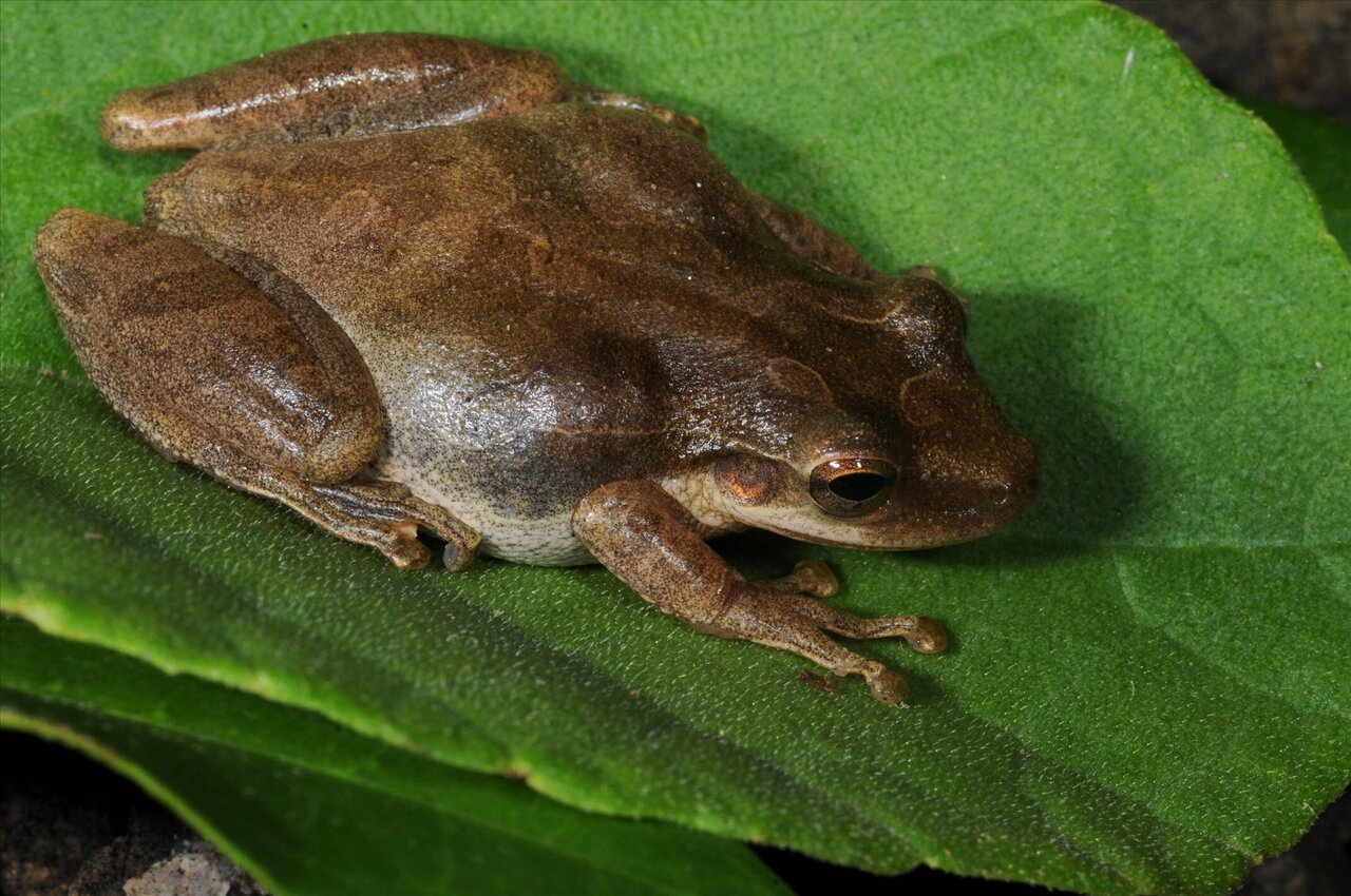 Researchers study the invasive frog's role in Galapagos food web
