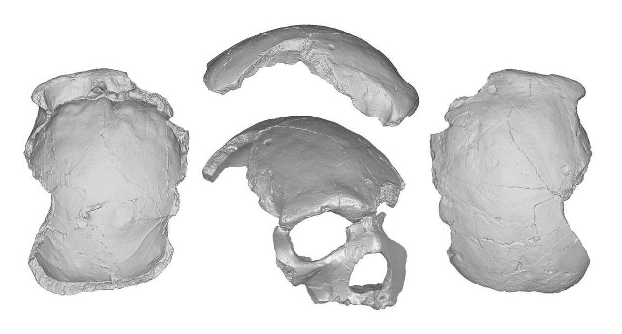 The traits of Florisbad skull reinforce the mosaic hypothesis of human evolution