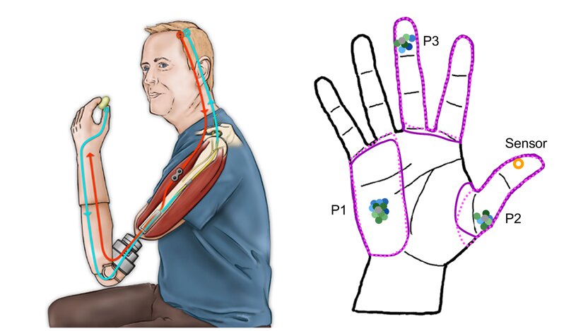 Пальцы рук и мозг. Мозг на ладони. Руки и мозг взаимосвязь. Мозг в руках. Программа рука мозг.