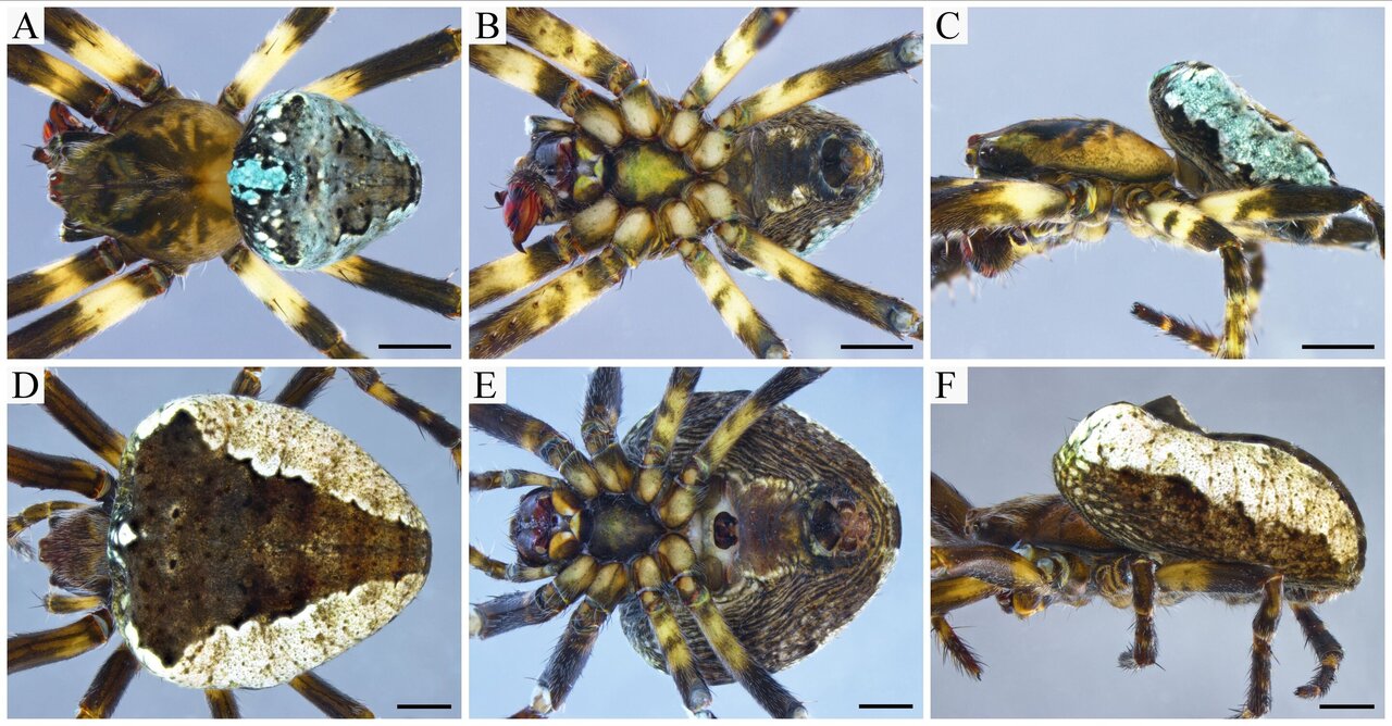 Inside the web: A weekly look at spider species of NEPA - Times Leader