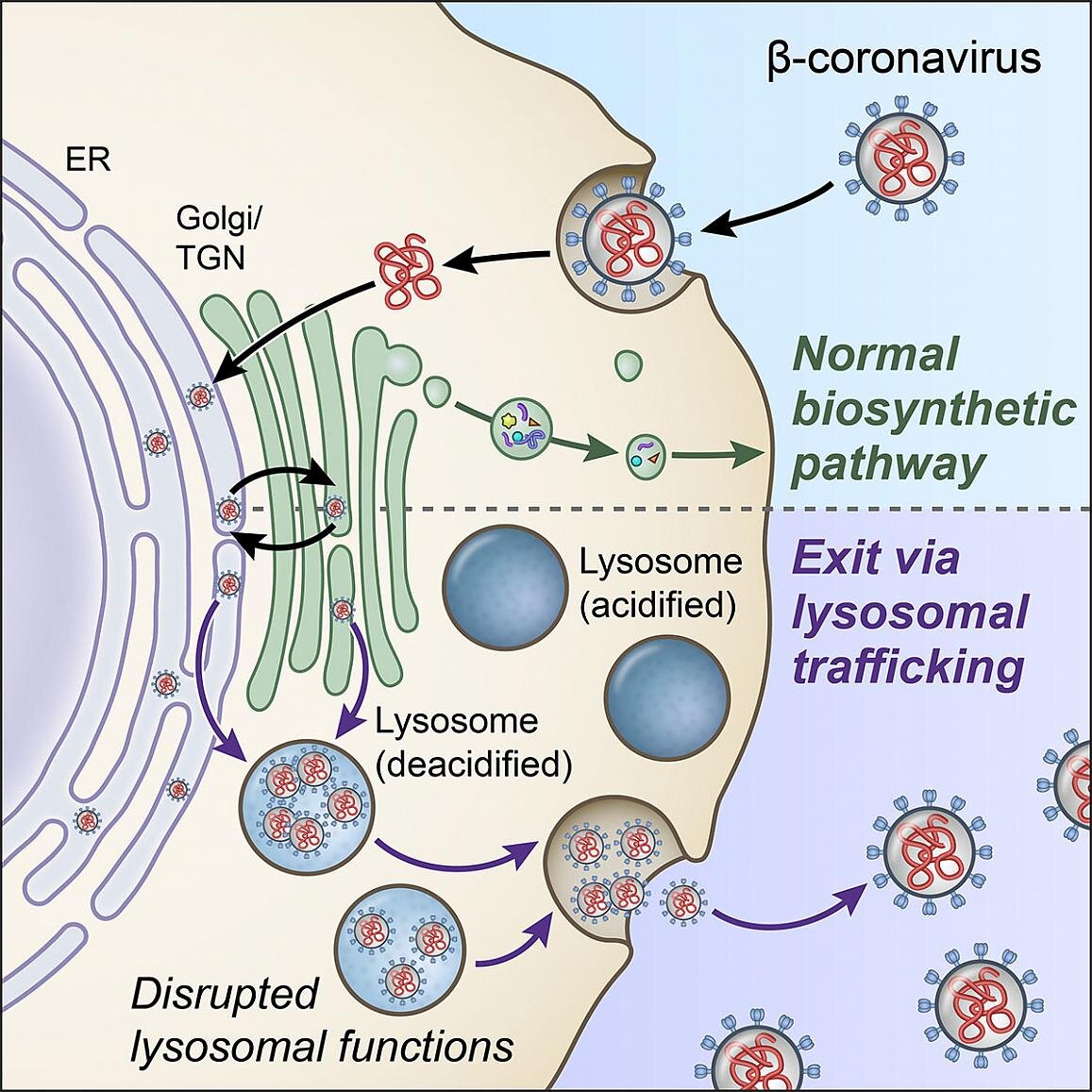 Scientists discover key pathway in lysosomes that ...