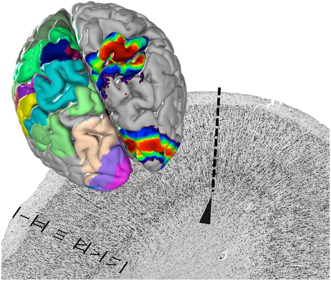 A centerpiece of the 3-D human brain atlas published