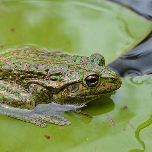 photo of Alien frog invasion wreaks havoc on natural habitat image