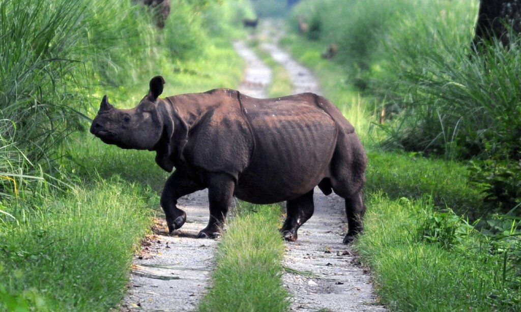 Носорог в тропическом лесу. Суспект все животные.