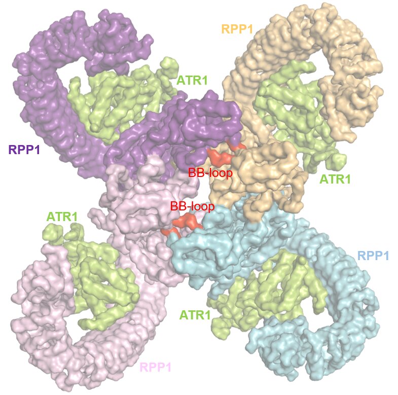 photo of A plant immune receptor: It takes four to tango image