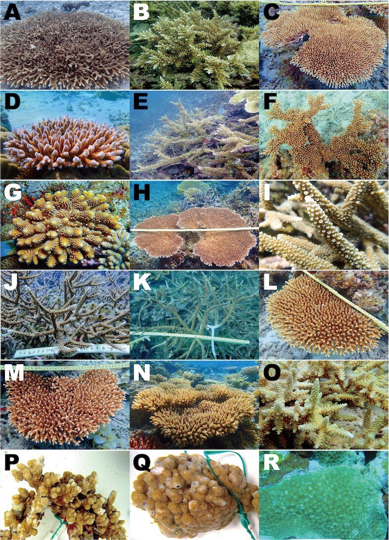 Are corals genetically equipped to survive climate change?