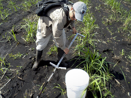 Are sinking soils in the Everglades related to climate change? - Phys.org