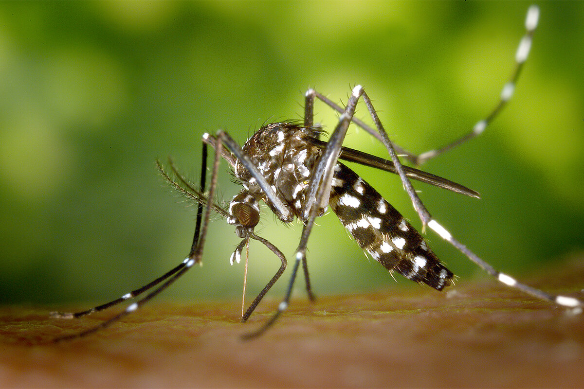 photo of Asian tiger mosquito gains ground in Illinois image