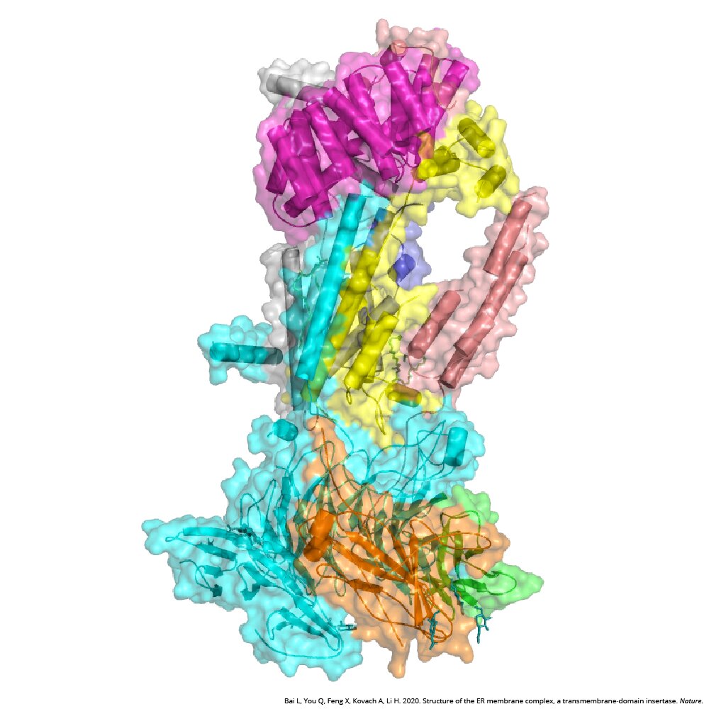 photo of Atomic blueprint of 'molecular machine' reveals role in membrane protein installation image