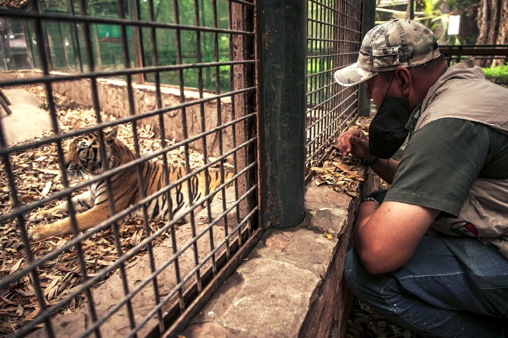 Mexican zoo saves animals endangered by virus crisis