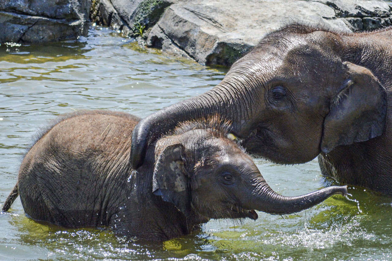 Baby elephant dies suddenly, just before 2nd birthday